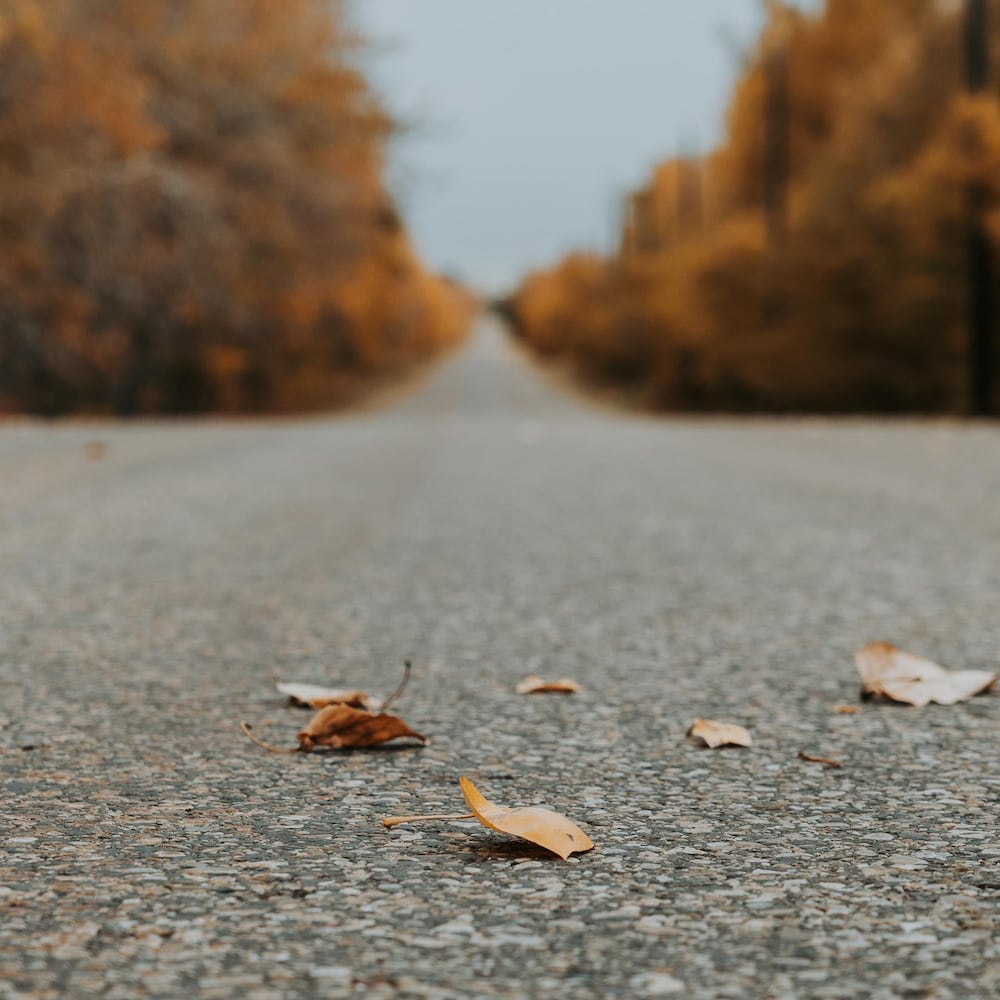 Une route avec quelques feuilles mortes, au milieu d'une forêt automnale, dans les Rocheuses albertaines, en octobre 2022.