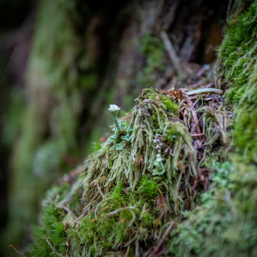 Une petite pousse dans le lichen sur le tronc d'un arbre, dans le parc Chun T'oh Whudujut en Colombie-Britannique, en juin 2022.