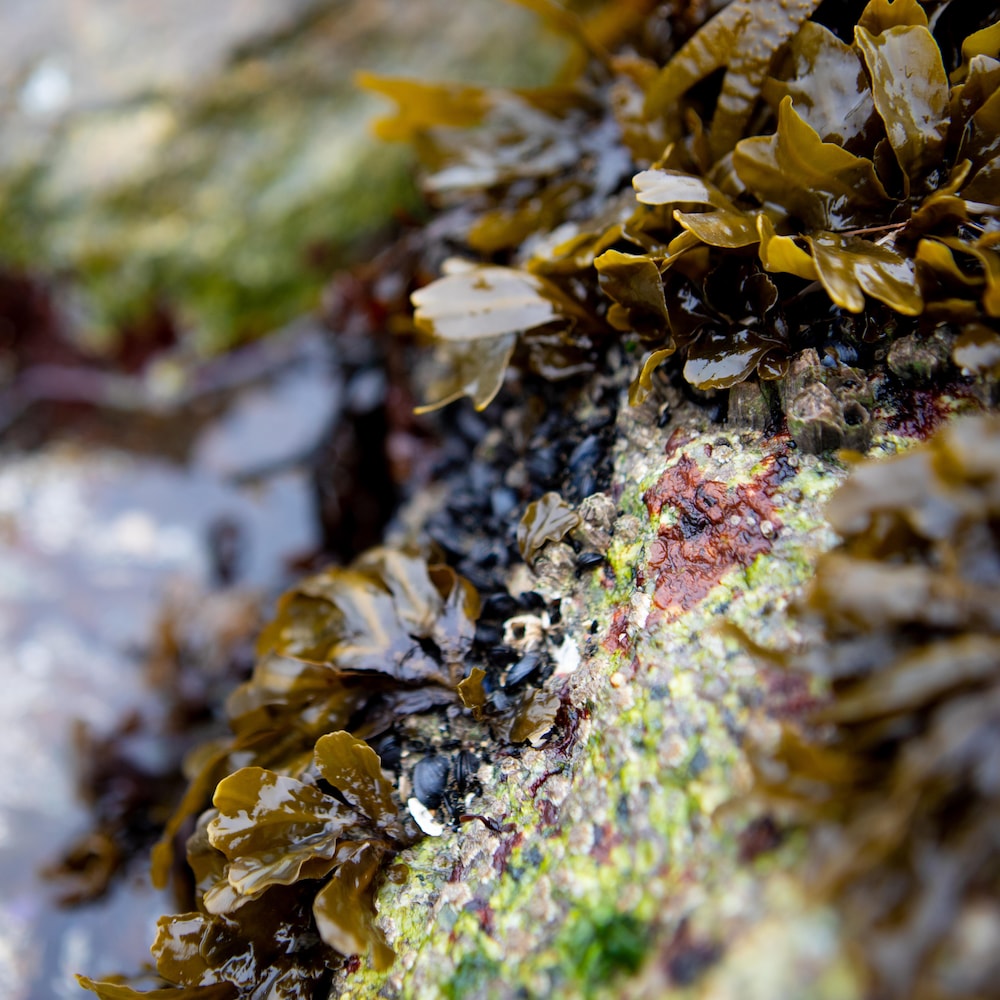 Un rocher couvert d'algues et de mollusques, près de Vancouver, en Colombie-Britannique, en novembre 2022.