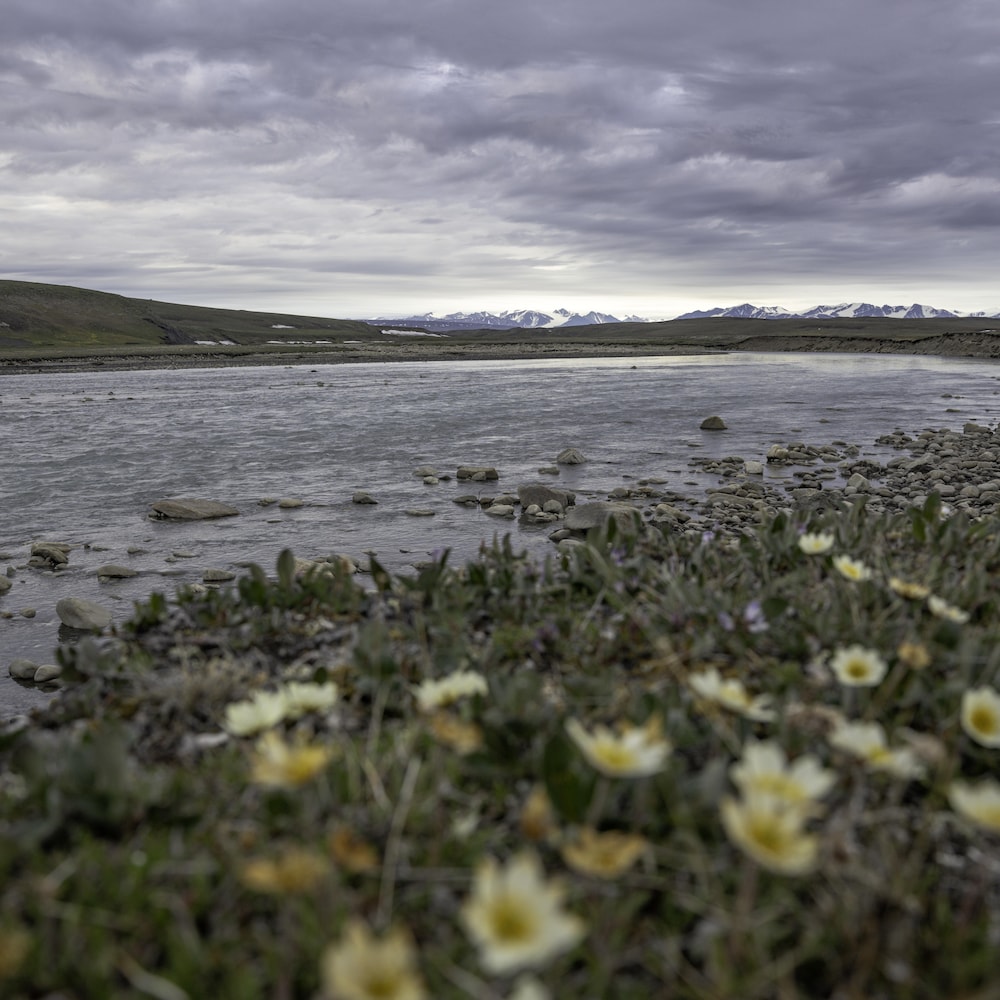 Des fleurs au bord d'une rivière sur l'île Bylot, au Nunavut, à l'été 2025.