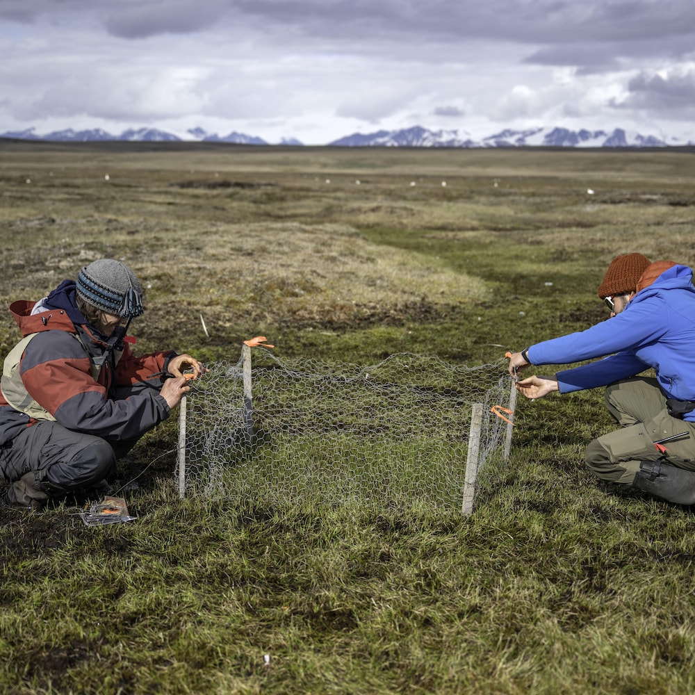 Matthieu Weiss-Blais et un autre scientifique sont en train d'installer un exclos dans la toundra sur l'île Bylot, au Nunavut, à l'été 2025.