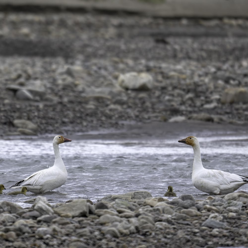 Deux oies des neiges avec des oisillons dans un cours d'eau de l'île Bylot, au Nunavut, en été 2025.