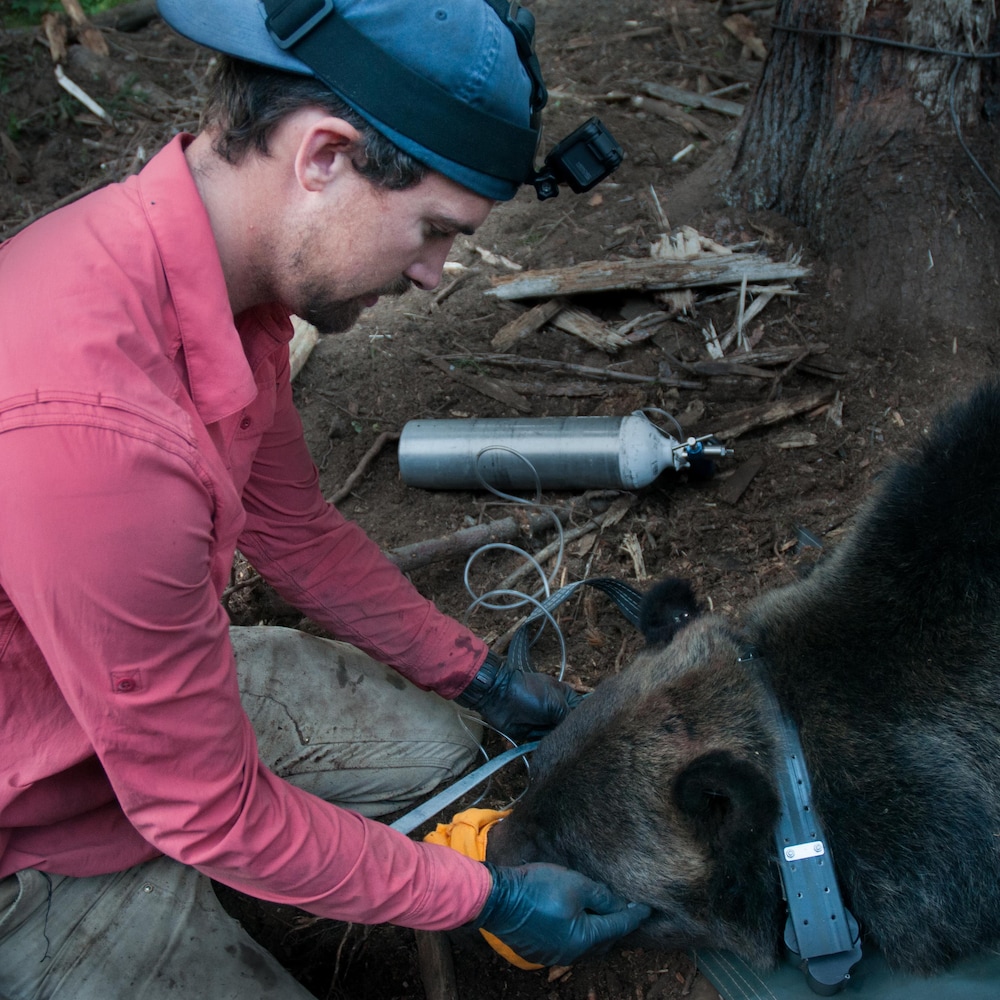 Clayton Lamb est en train d'ausculter un grizzly sur l'Île de Vancouver.