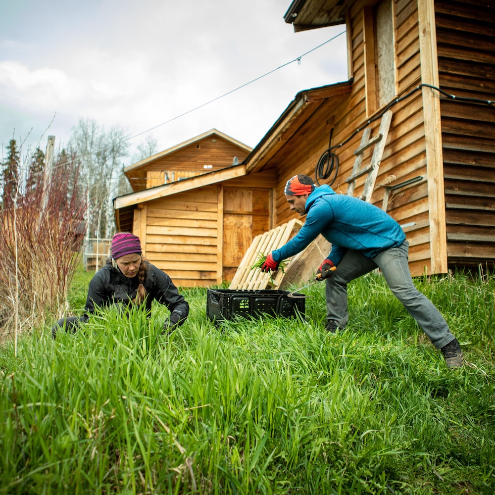 Two people are picking up grass, one of them putting it in a plastic crate, behind wooden cabins, in Smithers, British Columbia in July 2022.