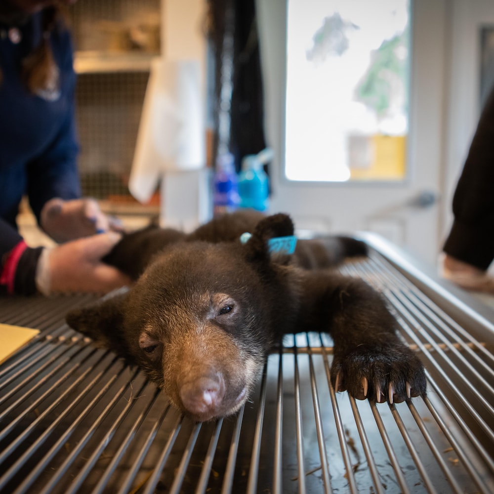 Un ourson est allongé endormi sur une table spéciale ou une personne analyse ses pattes à Smithers, en Colombie-Britannique en juillet 2022.