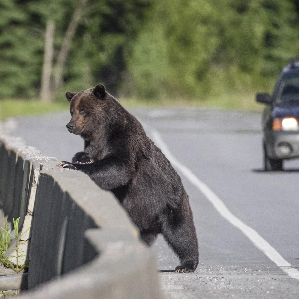 A bear is standing on the side of the road against a concrete crash barrier, a car is approaching.