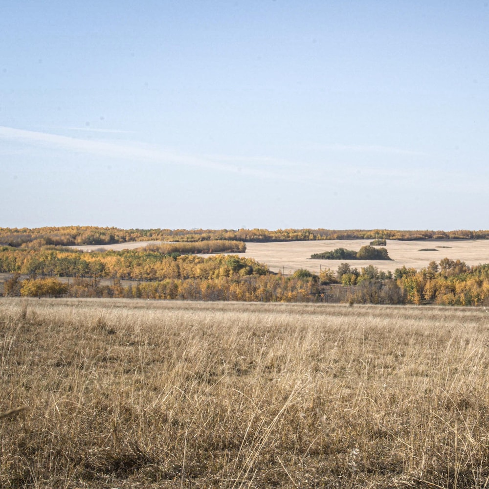 Un champ d'herbes jaunies puis des arbres au feuillage automnal, dans les Prairies albertaines, en octobre 2022.