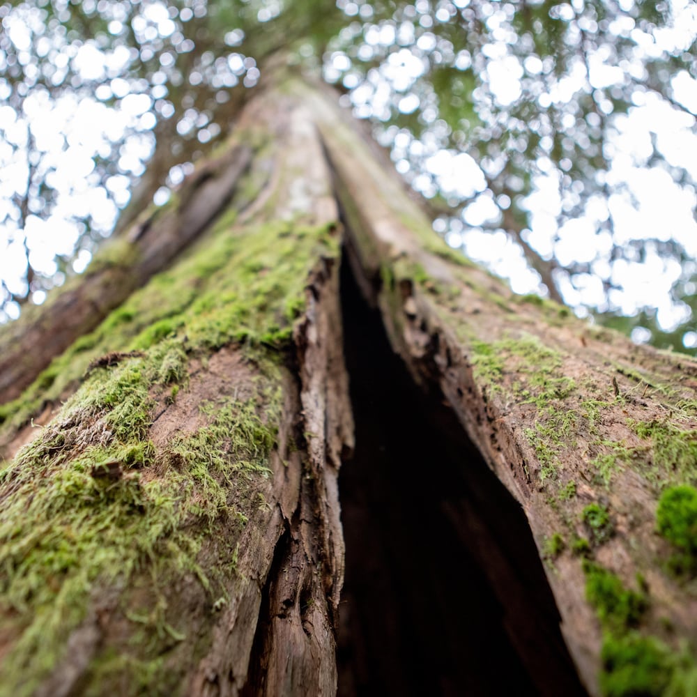 Le tronc d'un arbre en contre plongé avec de la mousse dans une forêt ancienne à Revelstock en Colombie-Britannique, en juin 2022.