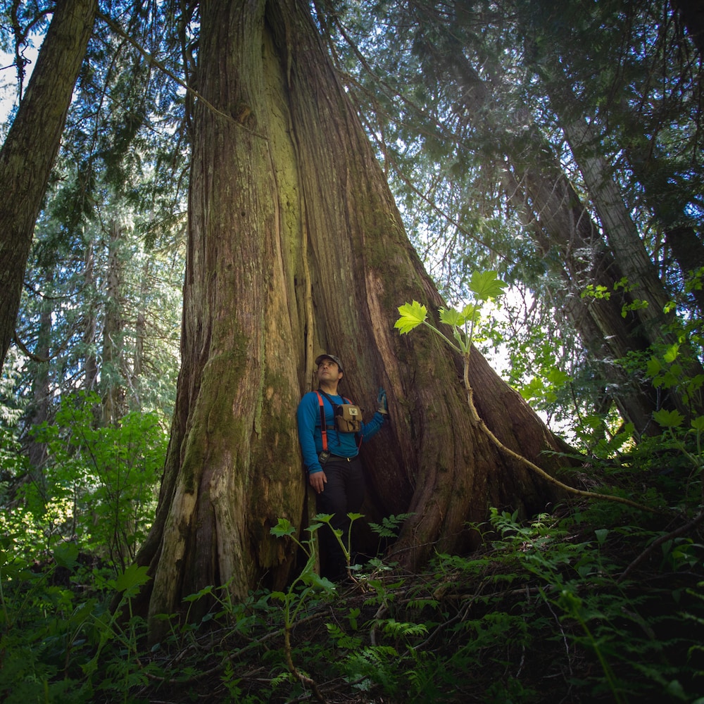 Robert Serrouya est dans la forêt au pied d'un arbre centenaire, près de Revelstoke en Colombie-Britannique, au mois de juin 2022.