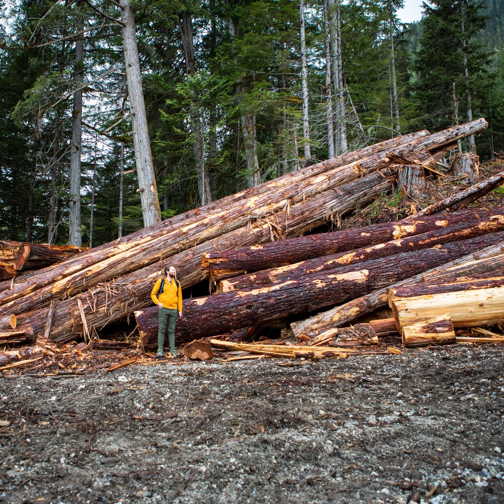Eddie Petryshen est devant un amoncellement de troncs d'arbres coupés devant une forêt ancienne, à Revelstoke en Colombie-Britannique, en juin 2022.