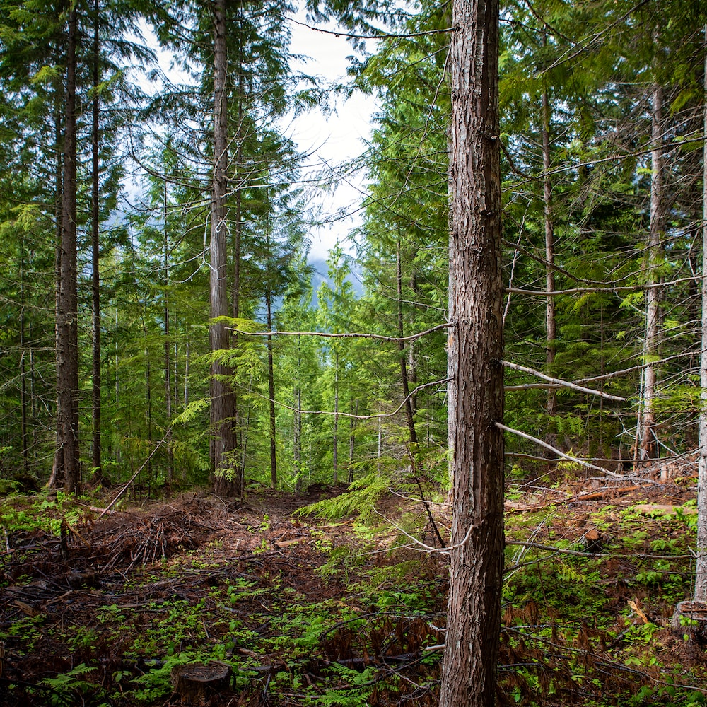 Une forêt lumineuse et bien nettoyée près de Revelstoke en Colombie-Britannique, en juin 2022.