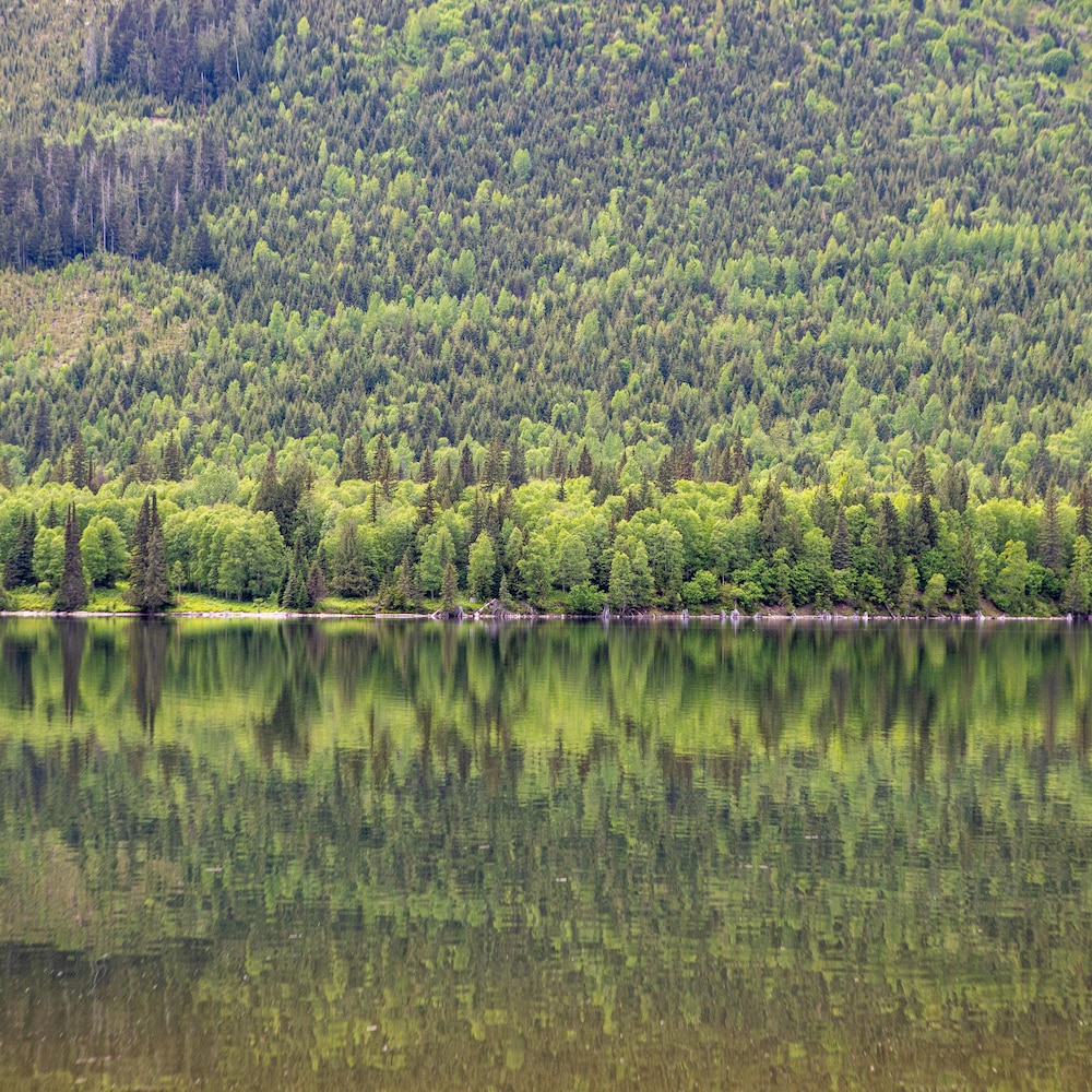Une forêt se reflète dans un lac, vers Revelstoke en Colombie-Britannique, en juin 2022.