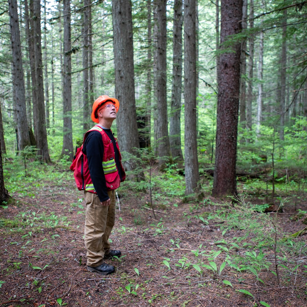 Mike Copperthwaite est debout au milieu d'une forêt nouvelle, près de Revelstoke, en Colombie-Britannique, en juin 2022.