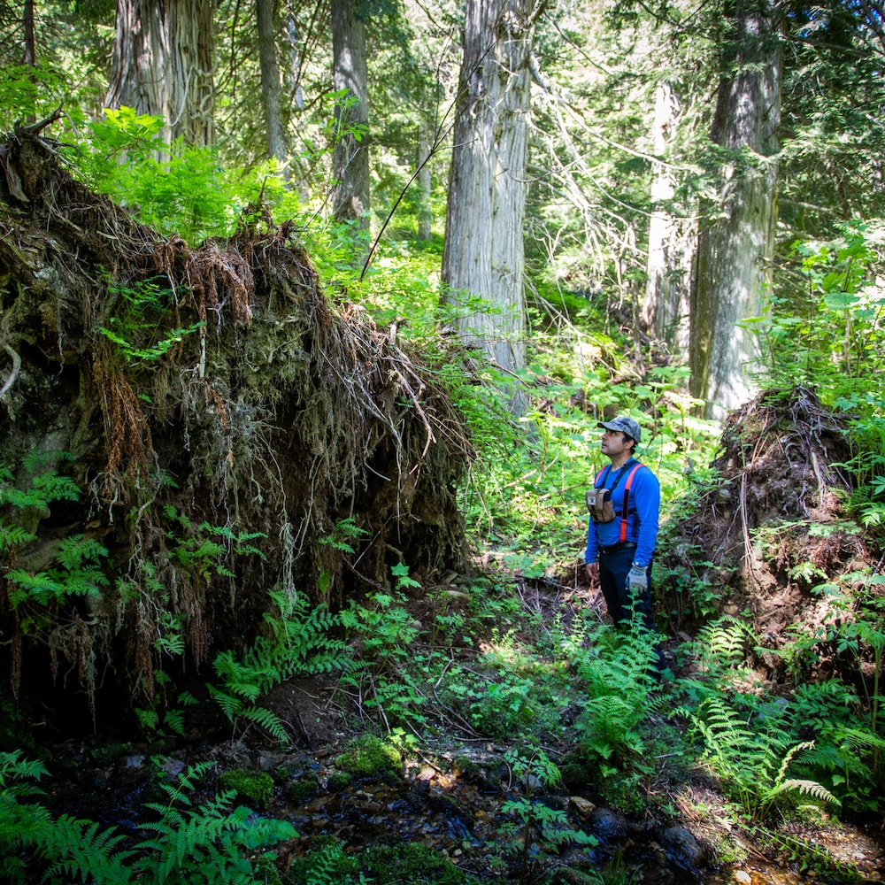 Robert Serrouya est debout au milieu d'une forêt face à des racines géante recouvert de plante, vers Revelstoke en Colombie-Britannique, en juin 2022.