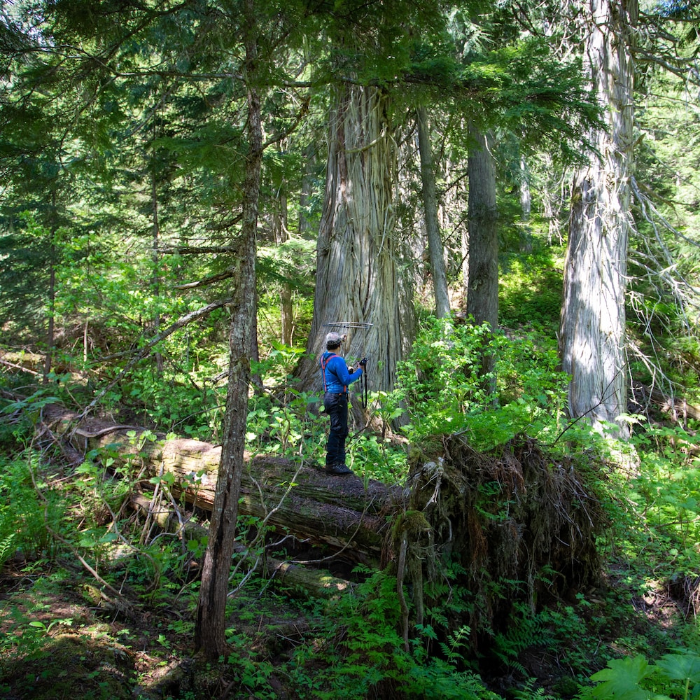 Robert Serrouya est dans la forêt, il montre un arbre, près de Revelstoke en Colombie-Britannique, au mois de juin 2022.