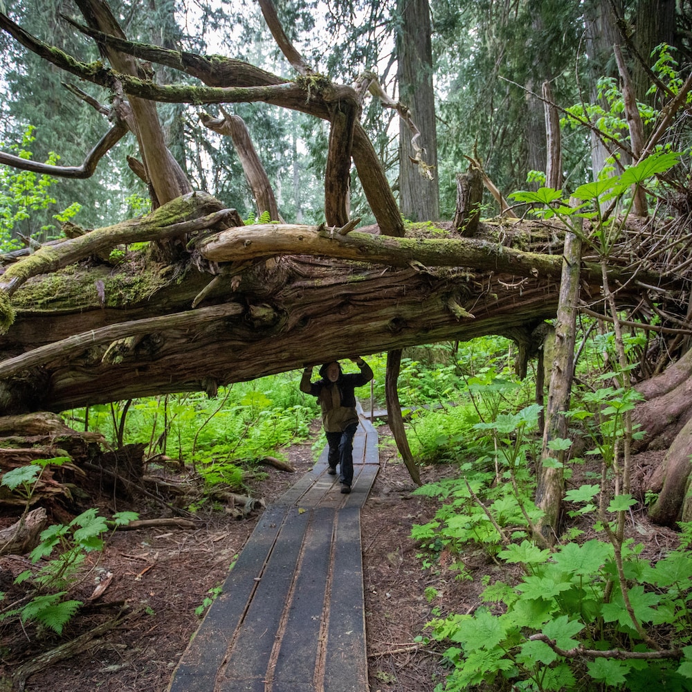 Nowell Senior se tient sous un énorme arbre renversé et fait semblant de le soutenir, dans le parc Chun T'oh Whudujut, en Colombie-Britannique, en juin 2022.