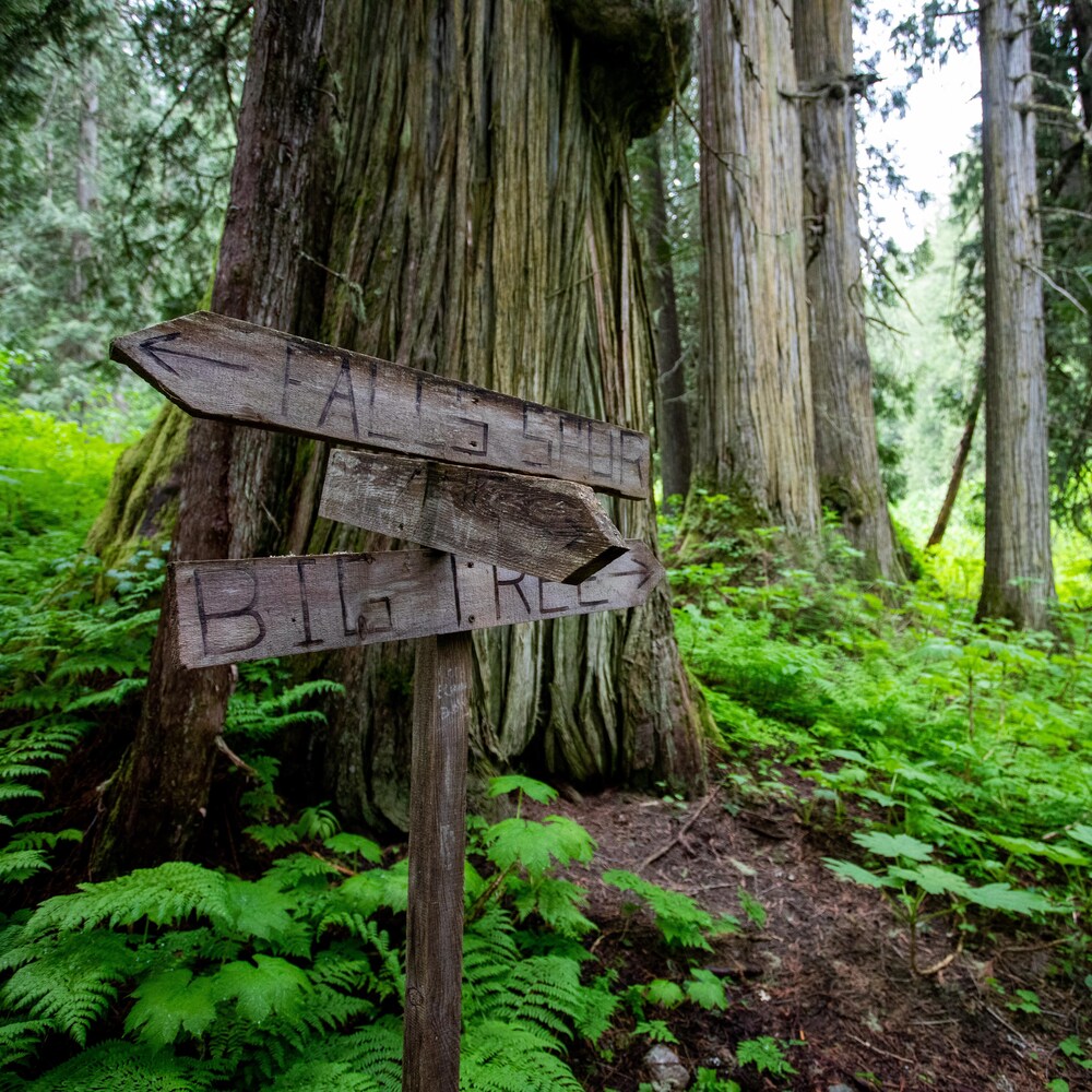 Des panneaux en bois avec des indications écrites dessus au milieu de la forêt dans le parc provincial Chun T'oh Whudujut, en Colombie-Britannique, en juin 2022.