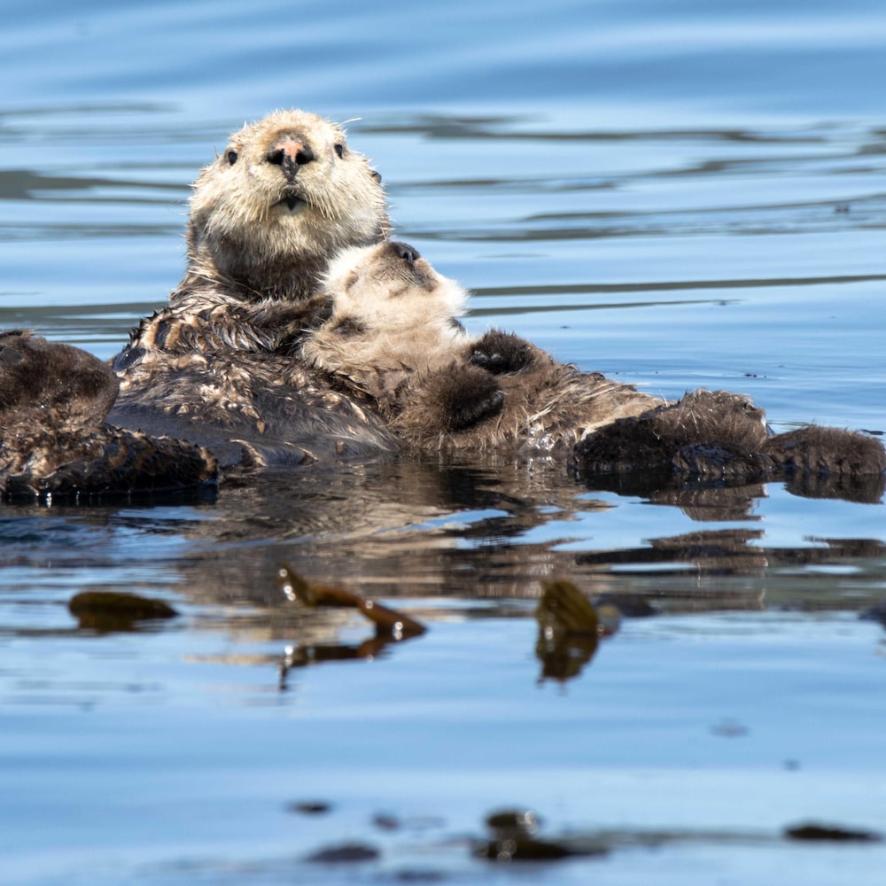 Une loutre de mer et son petit.