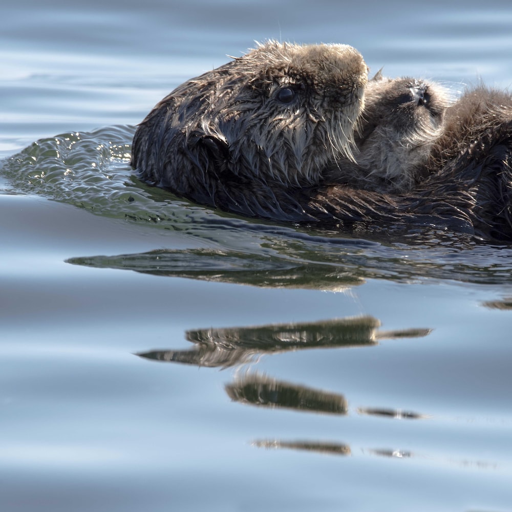 Une loutre de mer nage sur le dos.