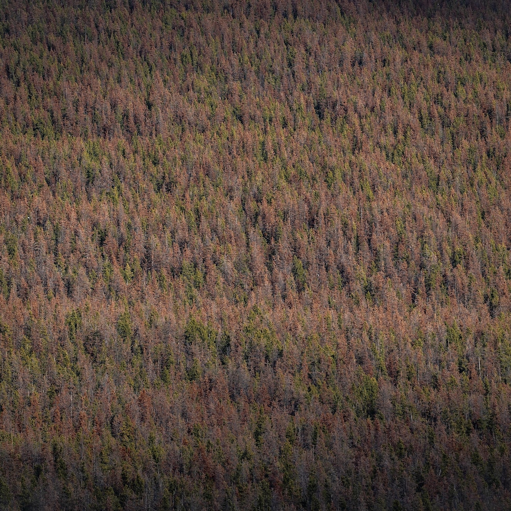 Une forêt avec des tons orangés.