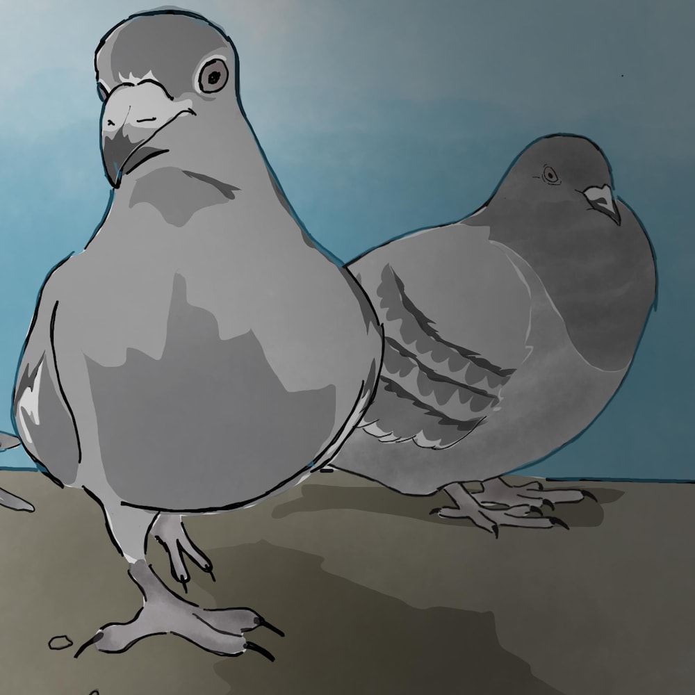 Des pigeons.
