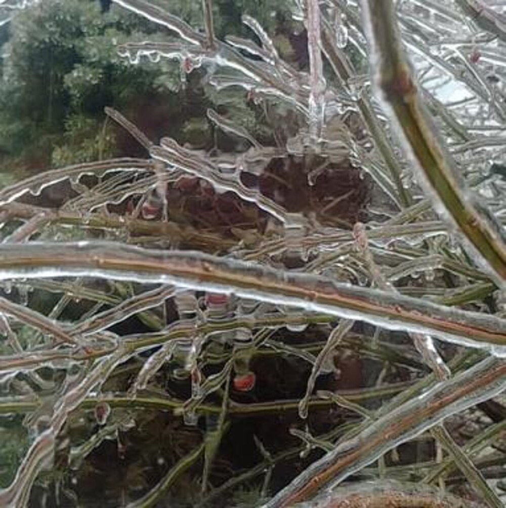 Un conifère recouvert de glace.