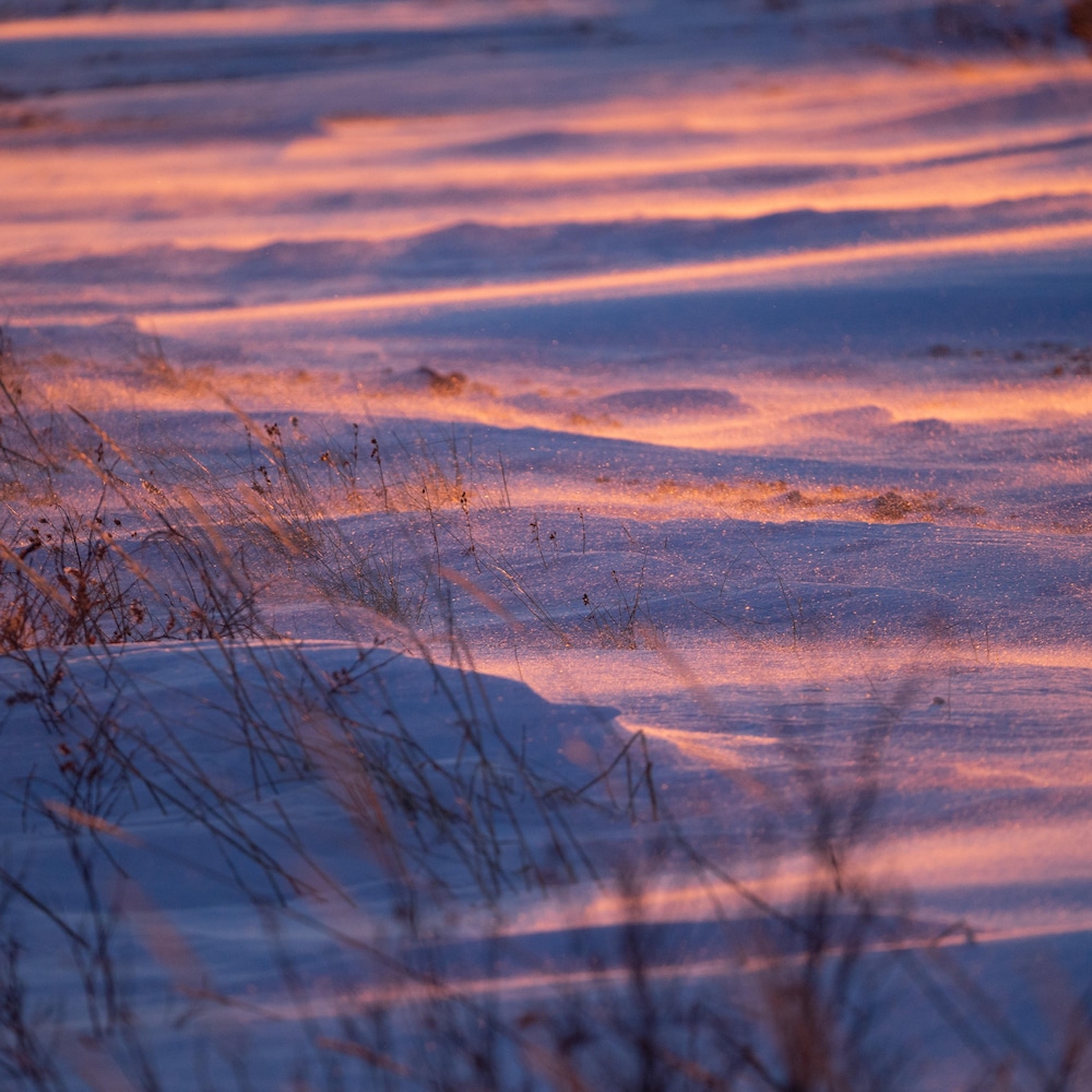 De la neige illuminée par un coucher de soleil.