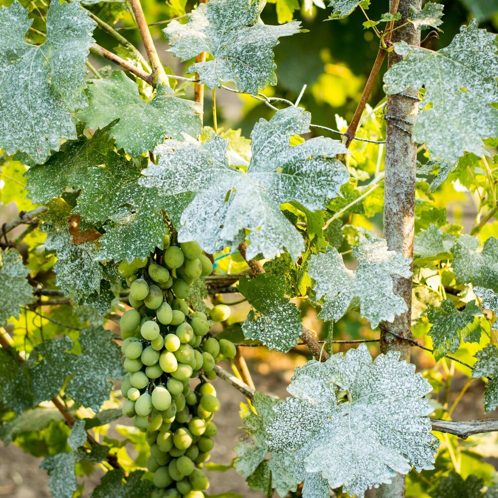 Des feuilles de vignes tachetées de blanc.