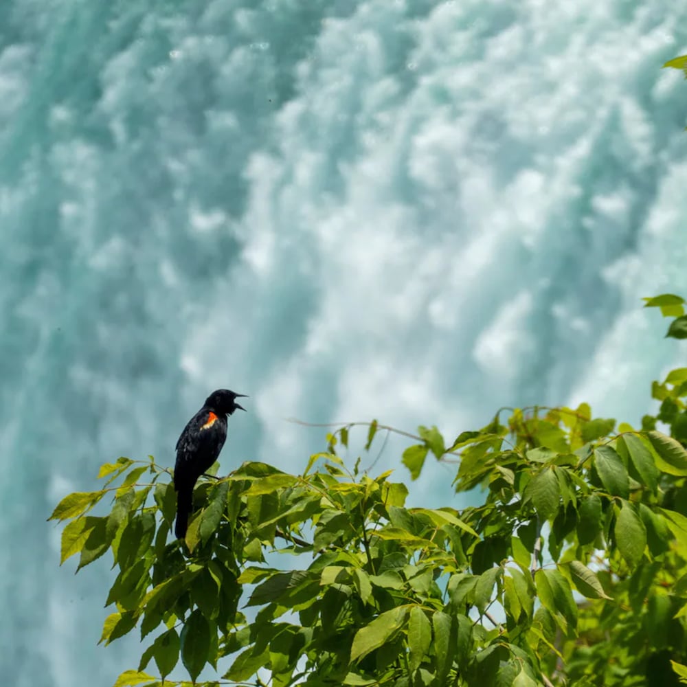 Un oiseau devant les chutes Niagara.