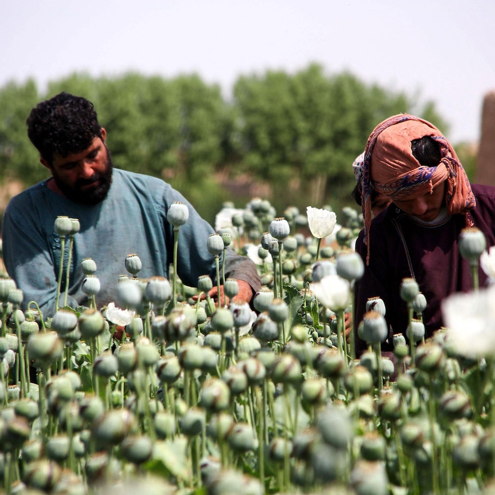 Des fermiers afghans récoltent l'opium dans un champ. 
