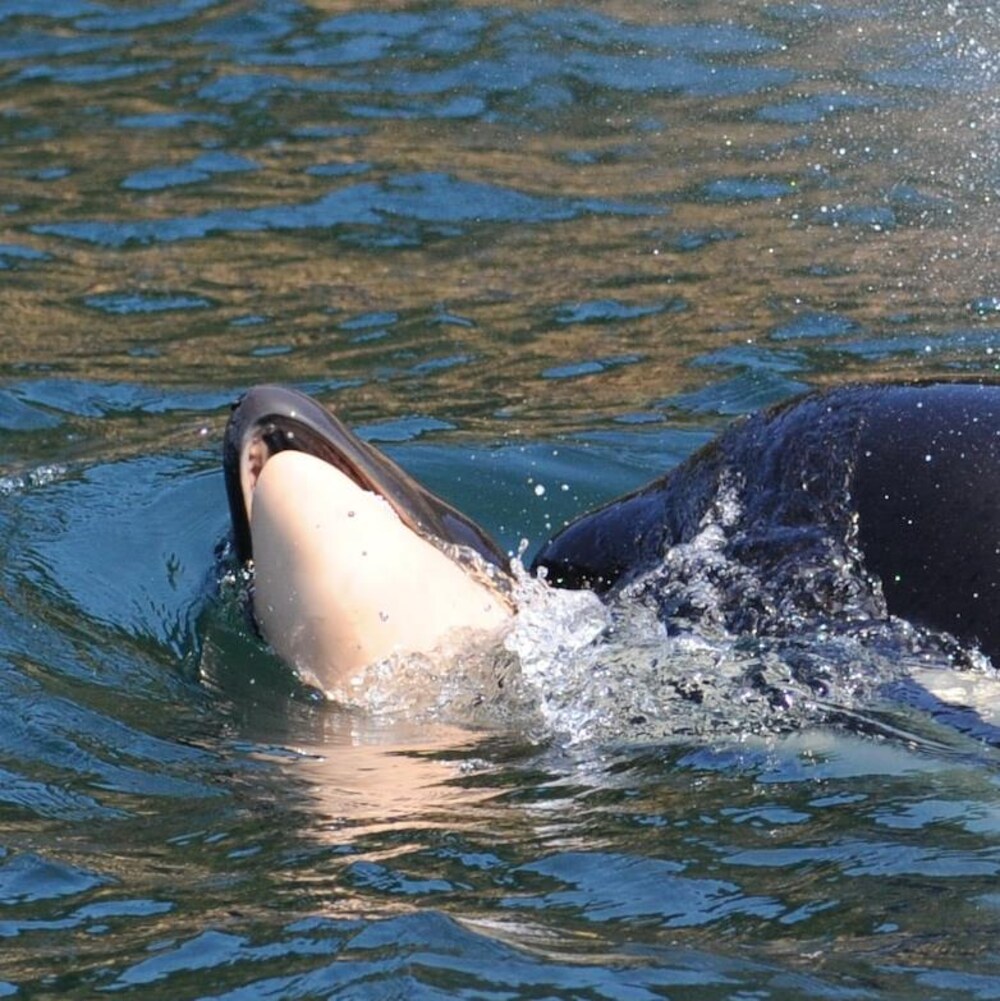 Une orque qui transporte la carcasse de son petit sur son nez