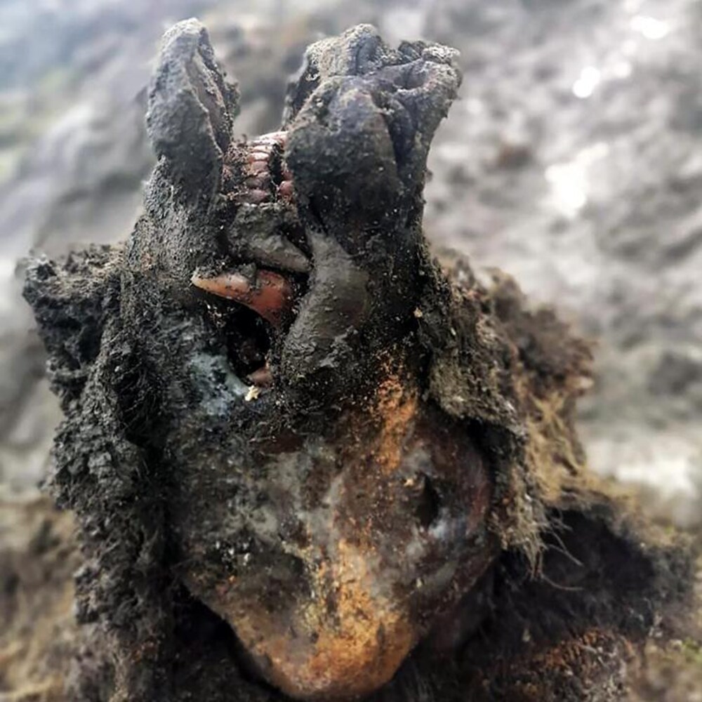 La tête de l'ours préhistorique. 