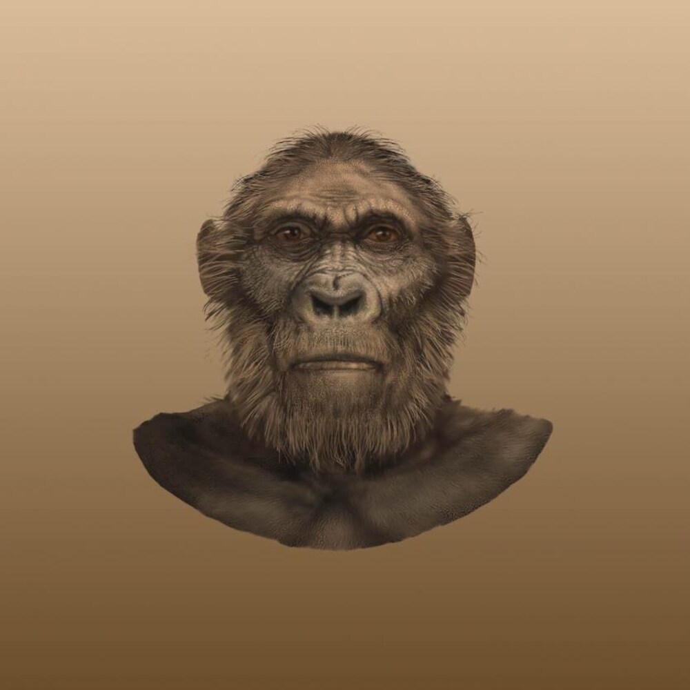 Représentation artistique de l'apparence de la tête d'un Paranthropus robustus.
