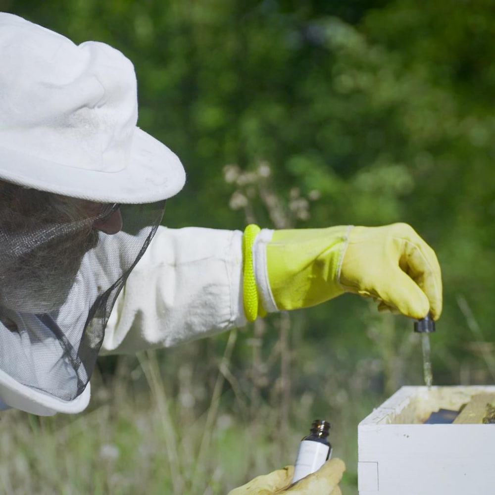 Paul Stamets, qui porte une tenue d'apiculteur, dépose des gouttes de liquide sur une ruche.