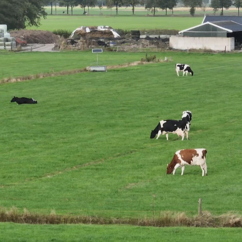 Luchtfoto van koeien in een weiland in Nederland.