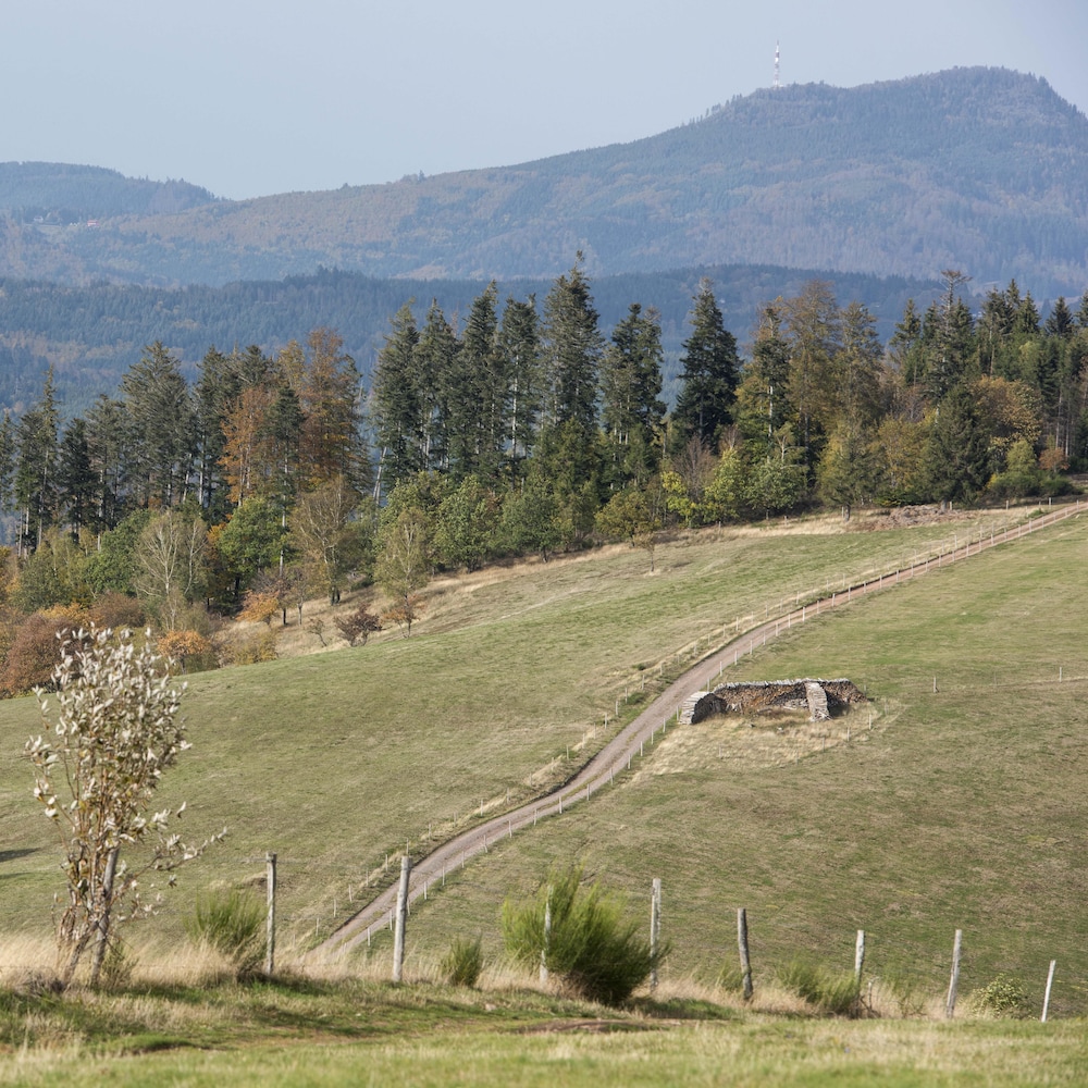 Un champ cultivé adossé à une forêt.