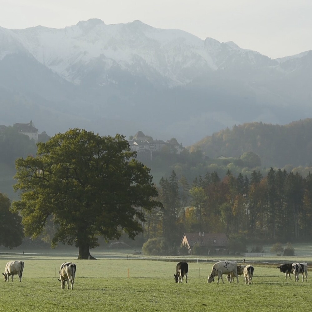 Vue des montagnes avec des vaches et un gros arbre en plein milieu d'un pré.