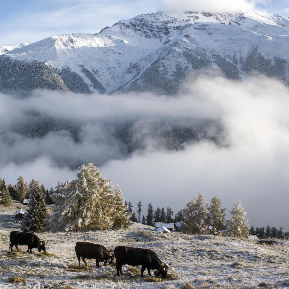 Des vaches en montagne sous un ciel nuageux.