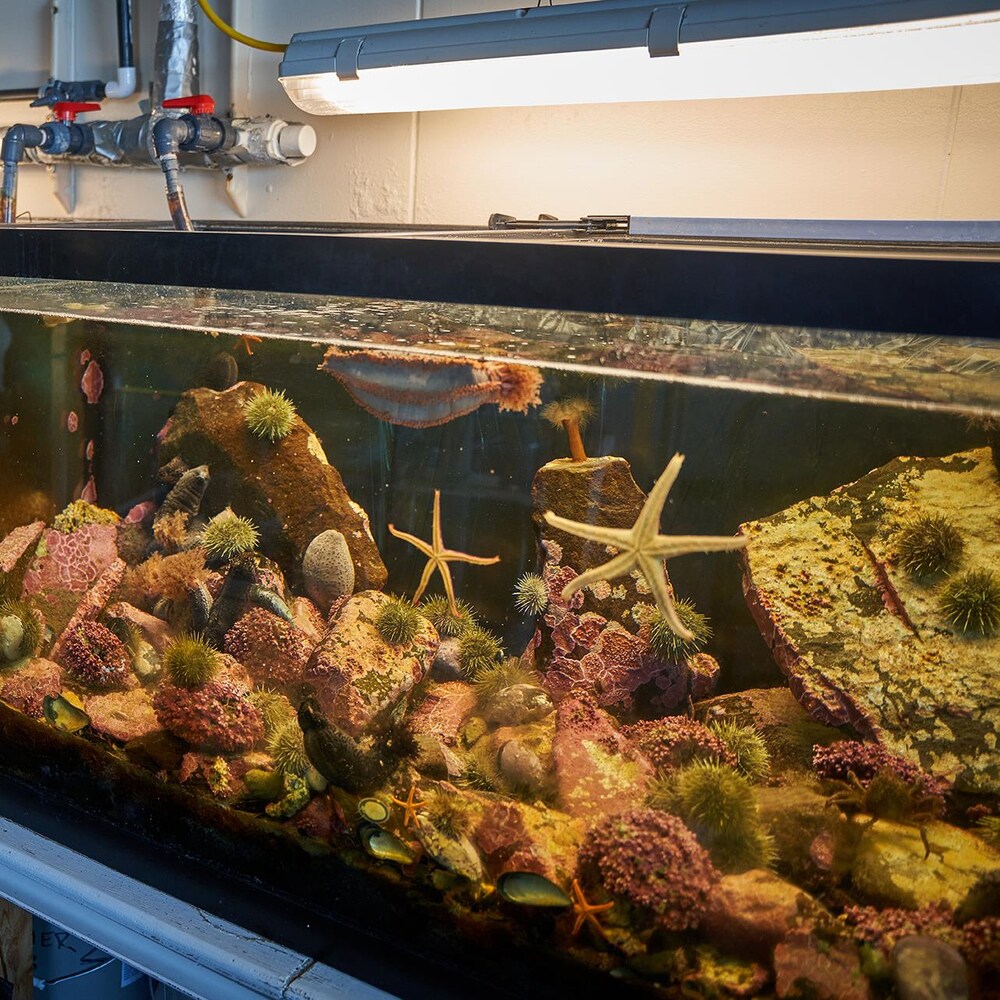 Un aquarium recréant un fond de mer.