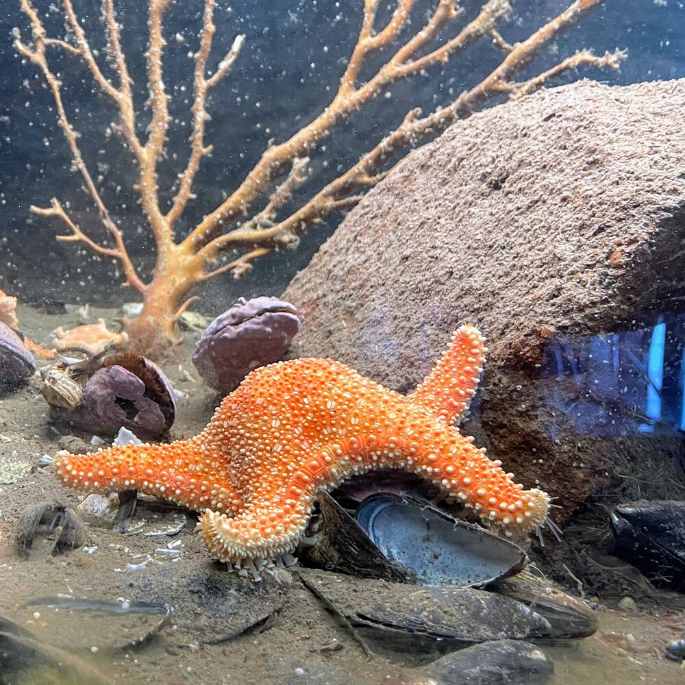 eux étoiles de mer au fond de l'eau.