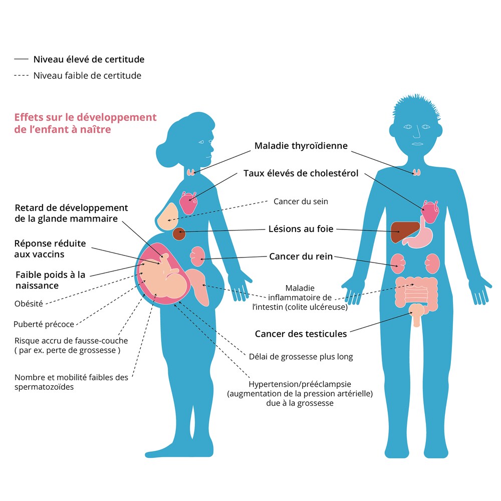 Une infographie des effets des substances perfluoroalkyliques et polyfluoroalkyliques sur la santé, y compris des maladies thyroïdiennes, des cancers du rein et des lésions au foie.