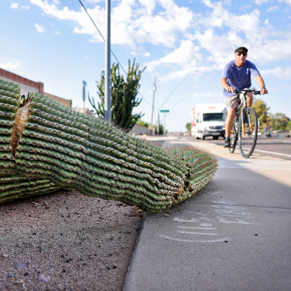 Un cycliste passe près d'un cactus tombé au sol.