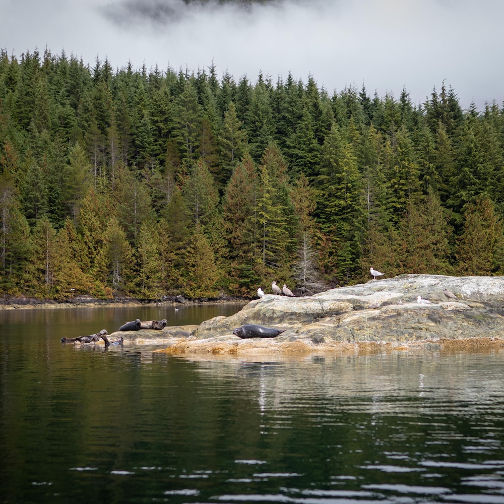 Des phoques sur un rocher au large de l’île Nootka, en Colombie-Britannique, fin octobre 2023.