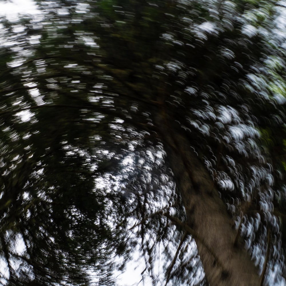 Des arbres flous.