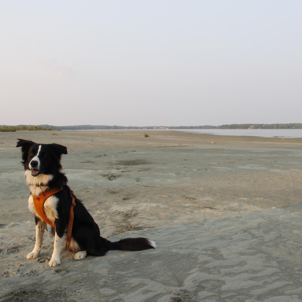 Un chien sur une plage de sable gris.