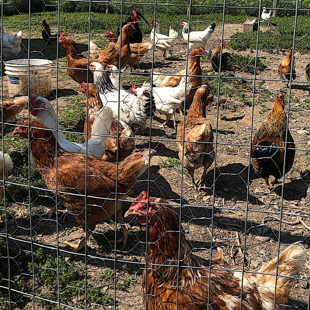 Des poules en liberté dans un enclos.