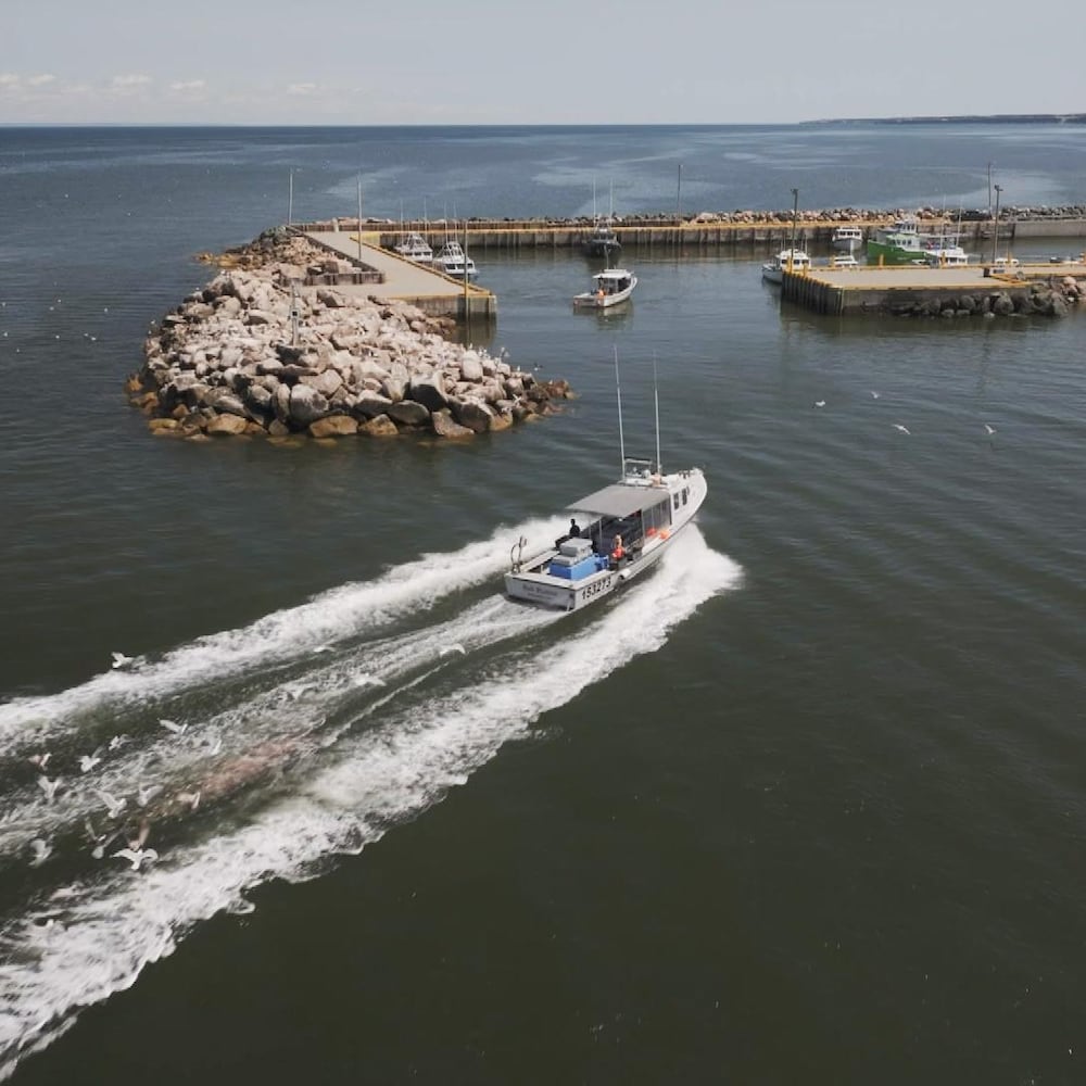 Vue aérienne du quai de Stonehaven.