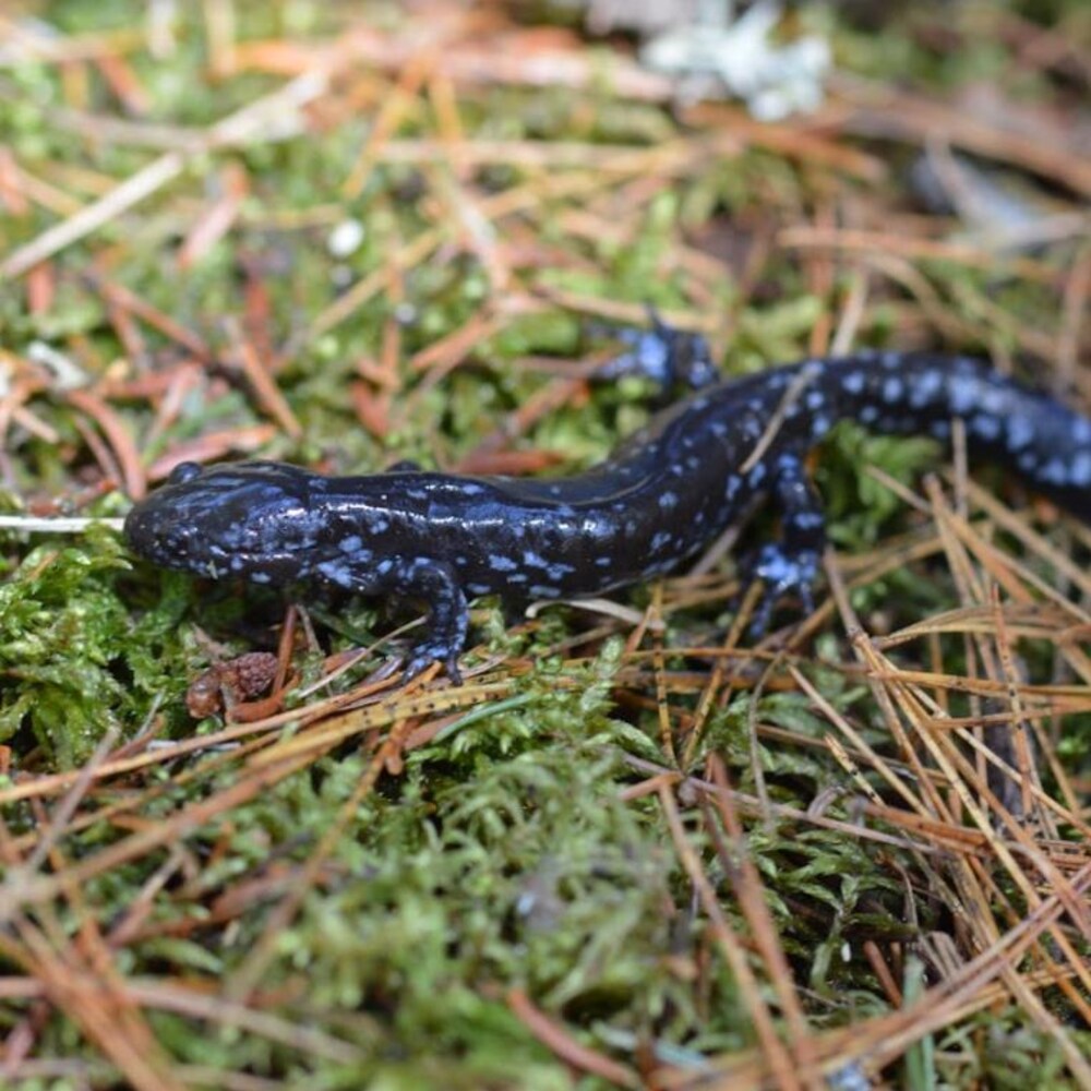 Salamandre à points bleus dans un boisé.