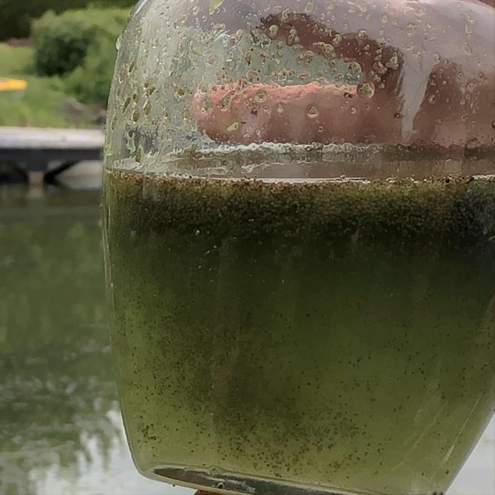 Pot contenant des colonies de cyanobactéries.