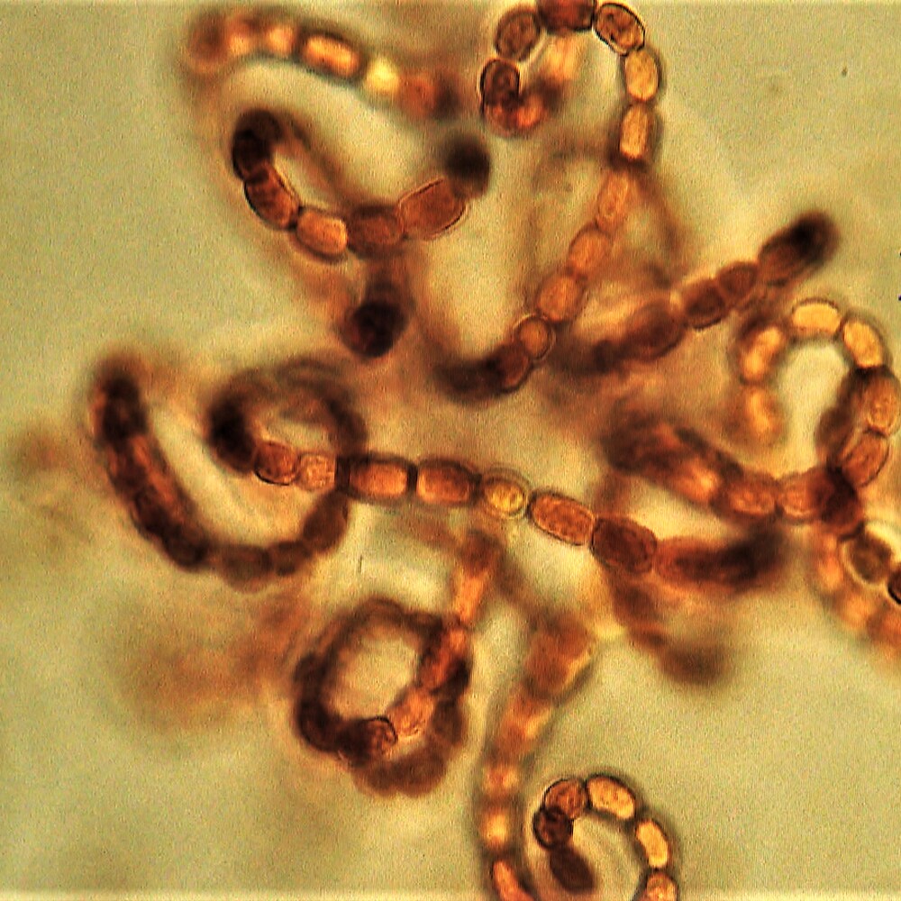 Images d'une cyanobactérie en laboratoire.